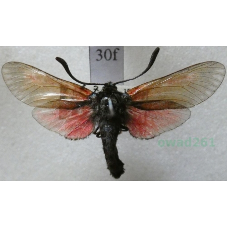 Zygaena osterodensis Reiss, 1921 Czech30f